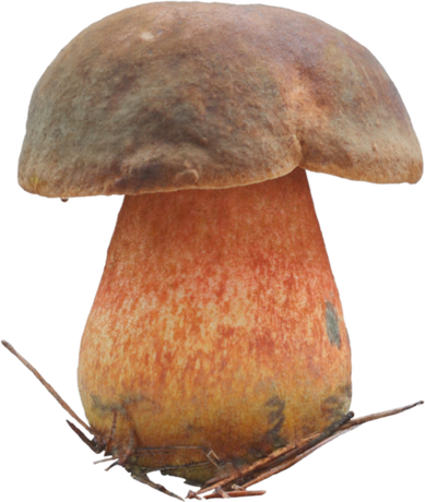 Nadruk Neoboletus luridiformis - borowik ceglastopory - Przód